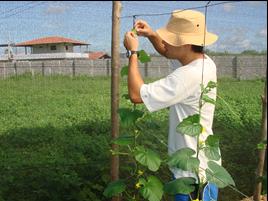 28 substrato próximo a capacidade de campo, definida como a quantidade de água que permanece no substrato logo após a drenagem do excesso de água.