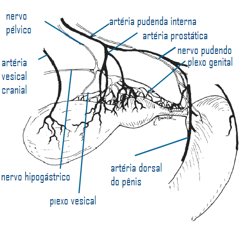 Figura 4 - Representação do suprimento sanguineo e neuronal da próstata, uretra e bexiga canina. Adaptado de: Bojrab MJ: Subtotal intracapsular prostatectomy results in normal dogs.