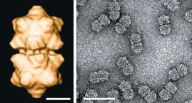 golden yellow mosaic virus