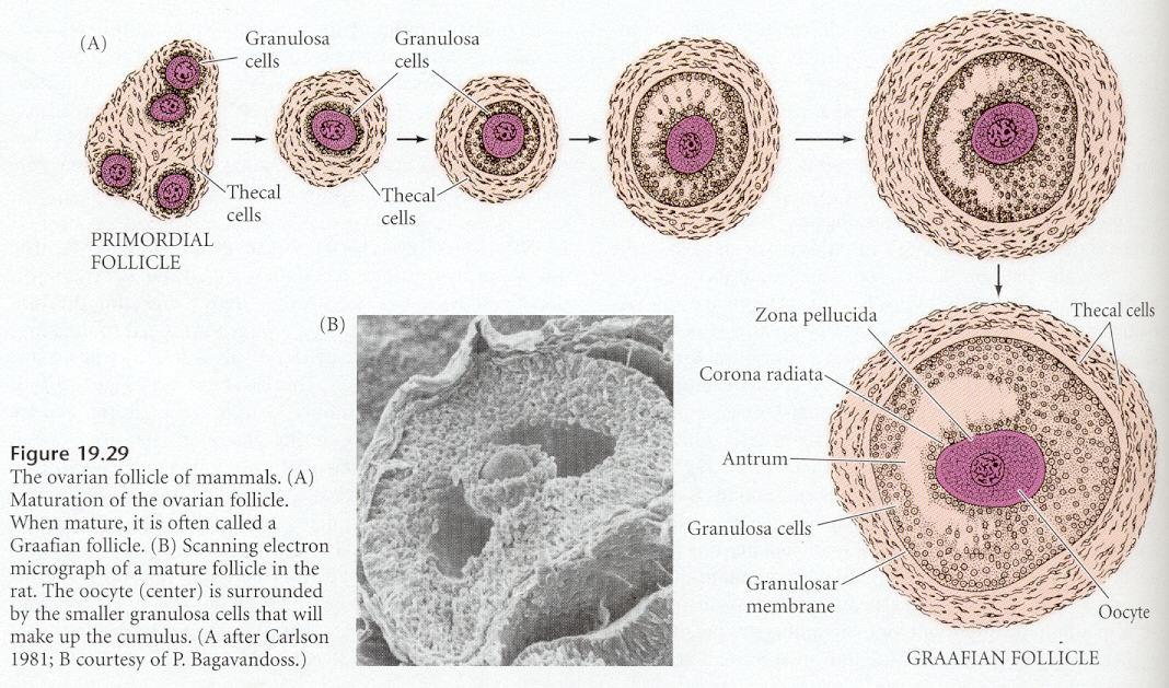 Desenvolvimento dos folículos no ciclo ovariáno folículo: ovócito primário com