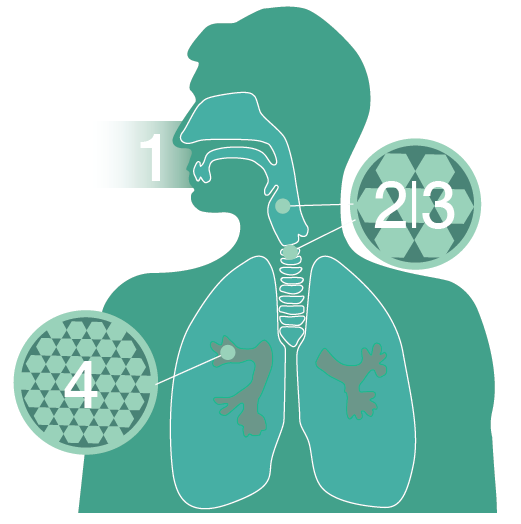 How Como particulate o material matter enters particulado the body? entra no seu organismo? 1 O material particulado é introduzido no sistema respiratório (pulmões) através do nariz e da garganta.