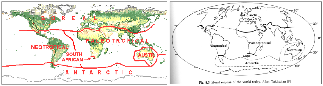 A tipologia biogeográfica segue normalmente um conjunto de níveis hierárquicos sendo que o nível superior é o reino, que se subdivide em regiões, as regiões em províncias, e as províncias em sectores.