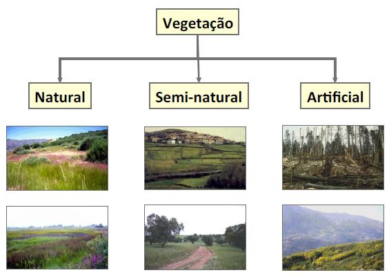 Elementos florísticos: conjuntos de flora com a mesma distribuição do ponto de vista geográfico, mesmas condições ambientais e com adaptação semelhante.