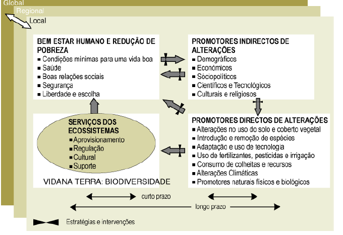 Para o bem estar humano é preciso biodiversidade, o funcionamento correto dos ecossistemas ((BEF), os serviços e bens dos mesmos (BES) pois têm valor económico também.