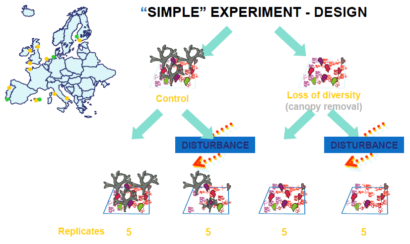 SIMPLE EXPERIMENT DESIGN: respostas funcionais, avalia a estabilidade estrutural e a produtividade.