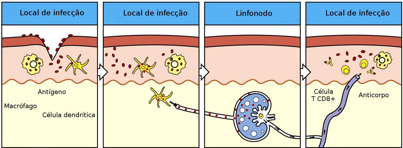 26 Figura 2.4: Processo de infecção e combate a um invasor. Adaptado de Murphy et al. (2008) 2.