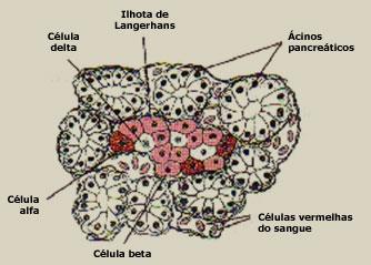 Hormônios das ilhotas pancreáticas Quatro tipos celulares: 1.