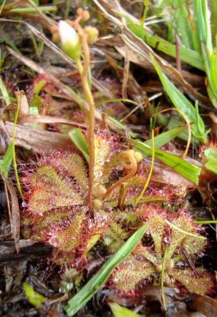 203 57 58 59 60 61 62 63 64 65 Figura I 57. Hydrolea spinosa; 58. Sida rhombifolia; 59. Pavonia distinguenda; 60.