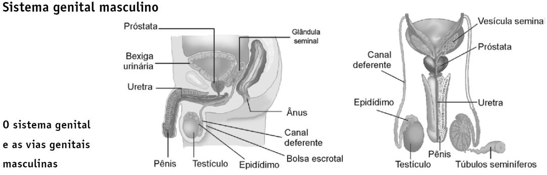 7ª série / 8º ano U. E. 11 Os sistemas genitais masculino e feminino A espécie humana se reproduz sexuadamente.