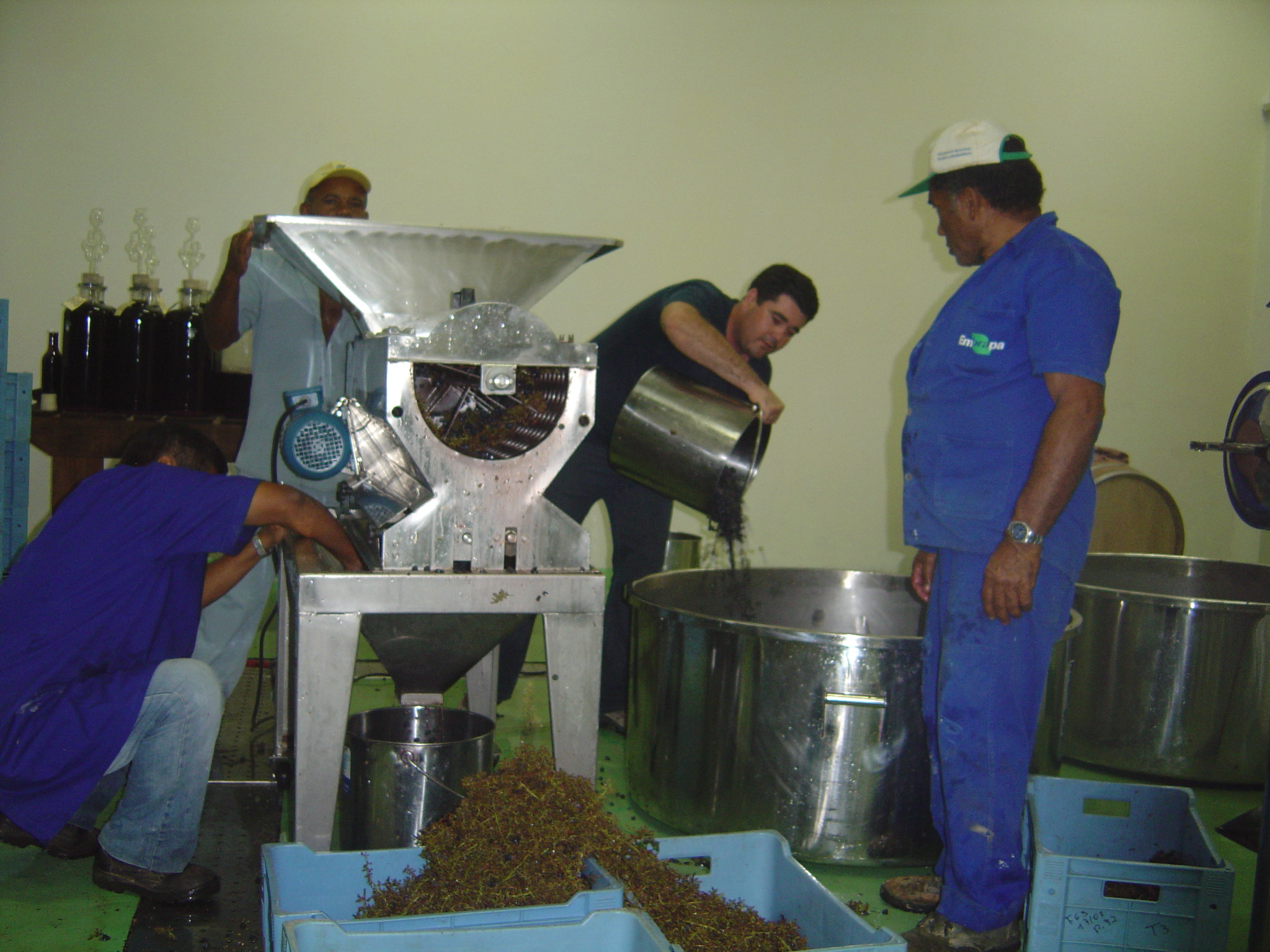 São Francisco, 2007. Figura 22. Adição de mosto às leveduras hidratadas para ambientação, Vale do São Francisco, 2007.