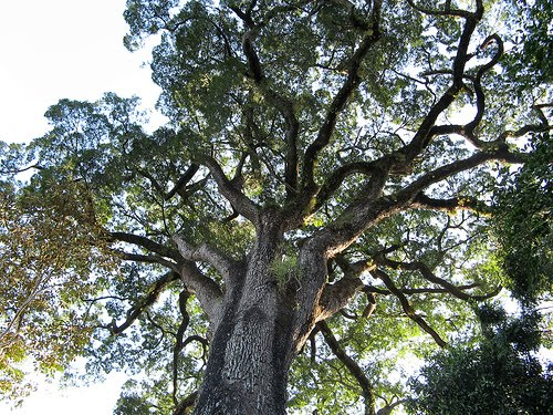 Floresta OmbrófilaSemidecídua:Matas interioranas, mais distantes do mar; perdem parcialmente as folhas; ocorrem no interior