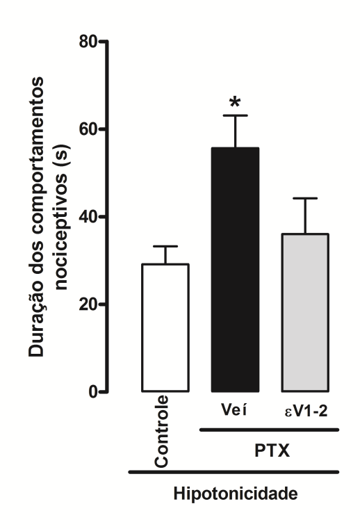 130 Figura 25 - A ativação da enzima PKCε sensibiliza camundongos aos efeitos nocivos da hipotonicidade no modelo de neuropatia induzida pelo paclitaxel (PTX).