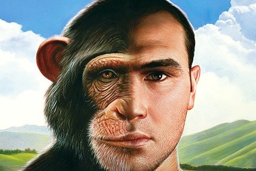 Pélvis Dentição Chimpanzé, Australopithecus afarensis e Homem moderno Árvores alternativas sobre relações evolutivas entre os