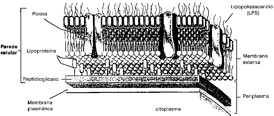 Parede Celular Célula Bacteriana Gram-positiva