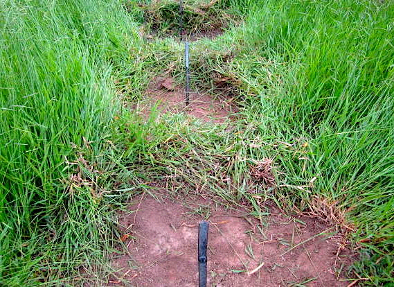 Esta prática evita o ressecamento do solo, o impacto direto das chuvas sobre o solo exposto e diminui as capinas na fase de manutenção.