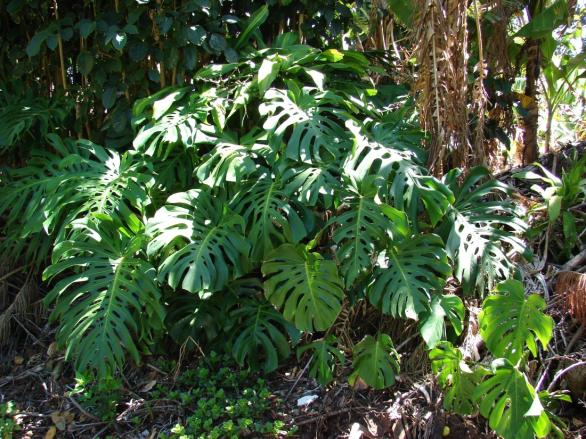 FLORESTAS TROPICAIS FLORESTAS TROPICAIS Clima quente e úmido. Floresta pluvial ou ombrófila. Duas estações: estação seca e chuvosa. Localizadas na América-do-Sul, África e Ásia.