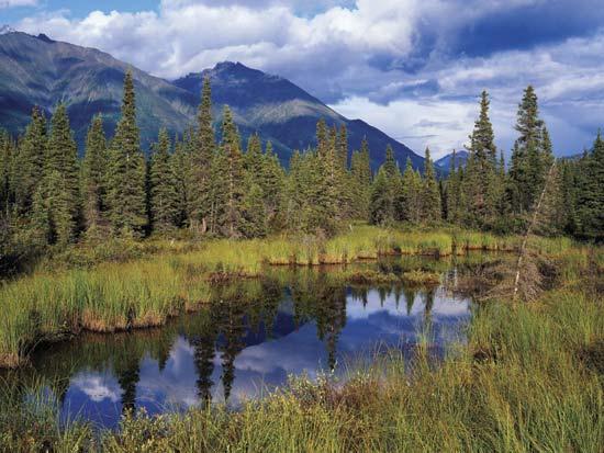 1. TUNDRA 1. TUNDRA Boi-almiscarado Coruja-das-neves 2. TAIGA OU FLORESTA BOREAL 2. TAIGA OU FLORESTA BOREAL TAIGA OU FLORESTA TAIGA BOREAL OU FLORESTA BOREAL Também chamada de Floresta de Coníferas.