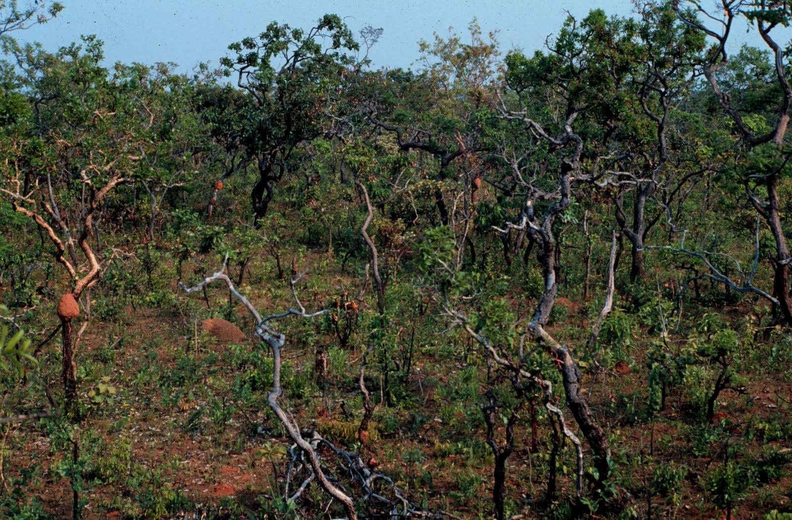 O bioma Cerrado é a segunda maior formação vegetacional do Brasil.