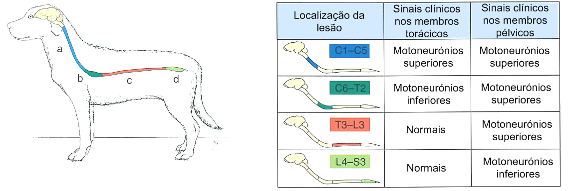 e atrofia muscular neurogénica. A percepção de dor está normal ou diminuída nos membros pélvicos, no períneo e na cauda (De Lahunta, 1983; Taylor, 2003).