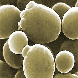 de produção de bioetanol; c) O uso de microrganismos como a bactéria Bacillus