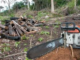 o Termo que os cientistas dão ao ponto a partir do qual tudo se precipita, onde tudo se acelera e a floresta começa a morrer.