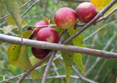 PROPRIEDADES O Camu Camu apresenta grande importância como alimento devido ao seu elevado teor de Vitamina C, de 2.606mg/100g de fruto, superior ao encontrado na maioria das plantas.