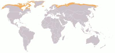 PRINCIPAIS BIOMAS TUNDA Localizada no Círculo Polar Ártico (Norte): Alasca, Canadá, Groenlândia, Noruega, Suécia, Finlândia e Sibéria.