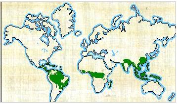 FLORESTAS TROPICAIS PRINCIPAIS BIOMAS Região equatorial. Temperaturas elevadas o ano todo. Inverno e verão.