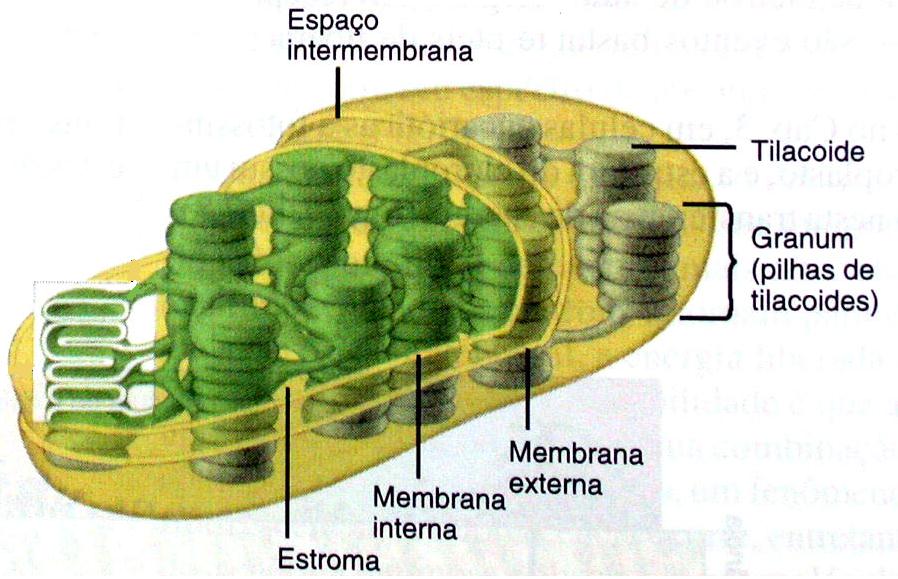 É uma organela com membrana dupla, com invaginações na parede interna formando vesículas achatadas e paralelas, as lamelas, e pequenas vesículas, os tilacoides, que empilhados constituem o granum ou