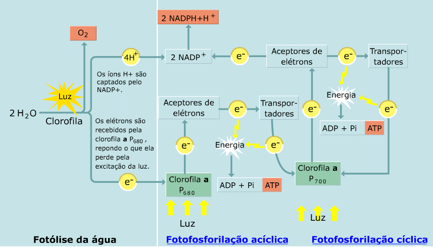 Fotossistemas unidades funcionais presentes nas membranas dos tilacoides, constituídas por moléculas de pigmentos associadas entre si.