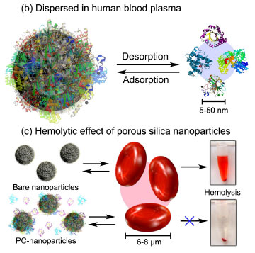 Nanopartículas de Sílica: Efeito Corona e Hemólise Journal of