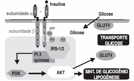 42 Para melhor compreender o mecanismo de ação da insulina, vale ressaltar as etapas de sinalização intracelular, desde a ligação da insulina ao seu receptor até a ativação do transporte da glicose