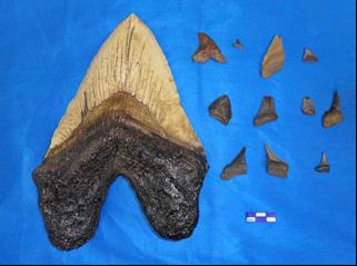 38 Figura 7. Representantes da Coleção Professora Jacqueline Santos Silva- Cavalcanti. A Fragmentos de dentes de tubarão, B Trilobita.