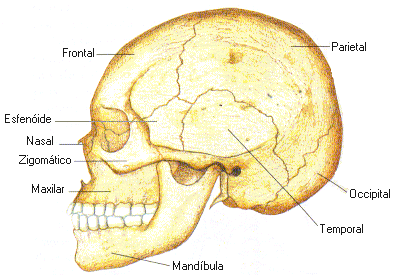 Ossos da Face Esses ossos determinam as feições da face e servem como base para as dentições.