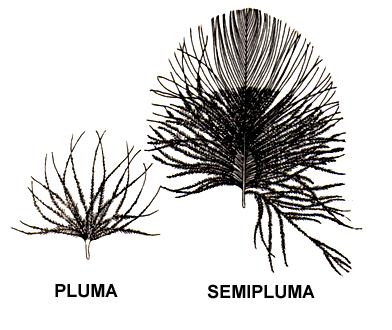 Tipos de penas - Plumas textura plumácea isolamento térmico penas do recém-nascido plumas de pó