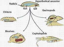 MOLUSCOS