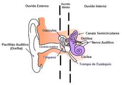 Intervenções de Enfermagem à Pessoa com Problemas da Função Sensorial - do Ouvido - Avaliação Básica do Ouvido e da Audição - Principais manifestações patológicas três partes: ouvido externo, médio e