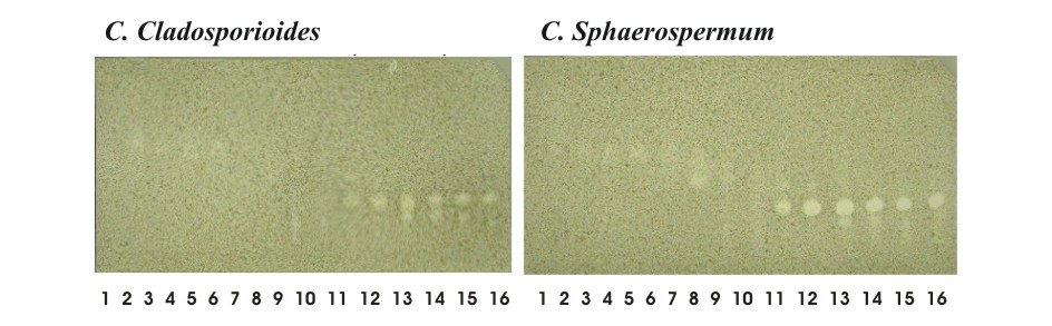 Avaliação da atividade antifúngica de extratos de Cassia fistula (leguminosae) Figura 3 - Extratos de C. fistula bioautografados com fungos do gênero Cladosporium. O extrato hexânico de sementes de C.
