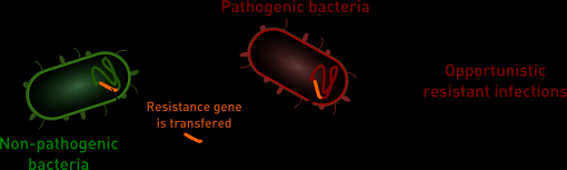 ETAR e os antibióticos Bactéria patogénica Bactéria não patogénica Transferência de gene de resistência Estirpes