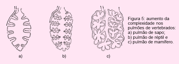 Respiração pulmonar (Anfíbios, Répteis, Aves, Mamíferos) Utiliza estruturas para trocas gasosas denominadas pulmões. Típica respiração de animais terrestres.