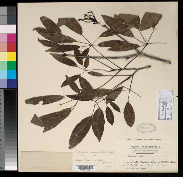 Tabebuia (Dados Sistema CRIA) Figura 42.