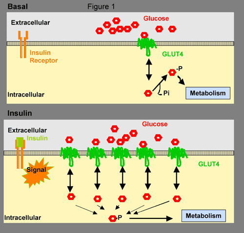fígado (glicogenólise) Metabolismo da glicose Insulina PÂNCREAS Como é a ação da insulina na