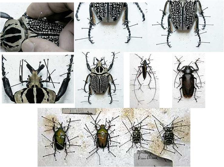 Passo 3: Depois de atravessar o tórax com o alfinete é necessário deixar cerca de 1cm do alfinete acima do corpo do inseto (é suficiente para se poder manejar o exemplar e também para colocar as