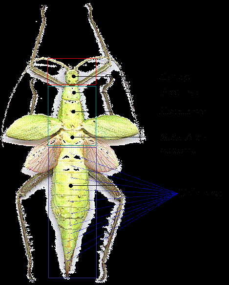 Manual de Entomologia Geral Farias, P.R.