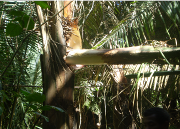 para a comercialização do palmito o que significa apenas 80 cm a 1 m de uma palmeira de aproximadamente 10 metros ou mais de altura.
