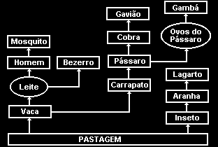 20. (Ufrgs 1998) O diagrama a seguir representa uma teia alimentar.