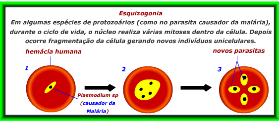 Protozoários esporozoários