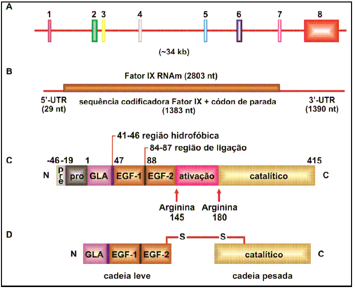 O RNA mensageiro (mrna) do fator IX compreende 2.803 nucleotídeos que codificam um polipeptídeo precursor de 461 aminoácidos.