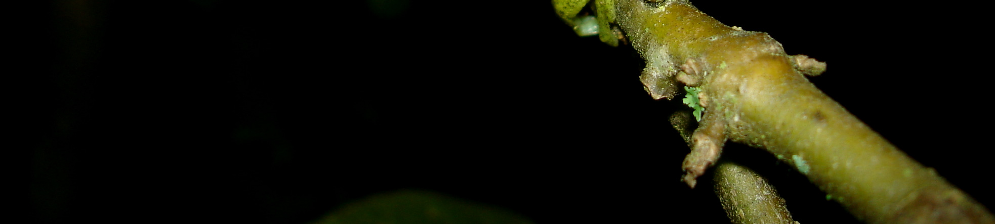Proceratophrys bigibbosa consta na lista mundial de espécies ameaçadas de extinção (IUCN, 2008), na categoria quase ameaçada.