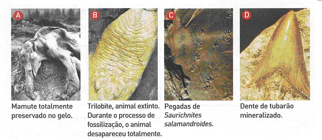 3 Demoraram milhões de anos a formar-se 4 Cientista que se ocupa dos estudo dos D Fosseis fosseis 5 É um fenómeno raro na Natureza E Processos de Fossilização 6 Mumificação, moldagem e mineralização.